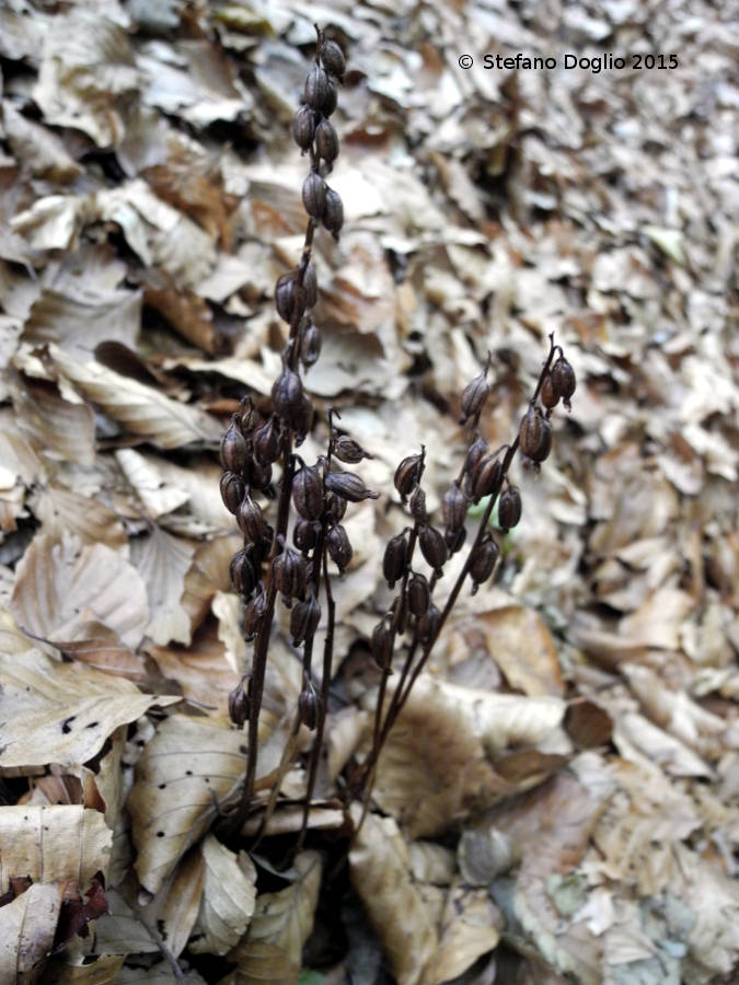 Corallorhiza trifida (Simbruini)